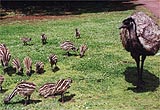 Emus